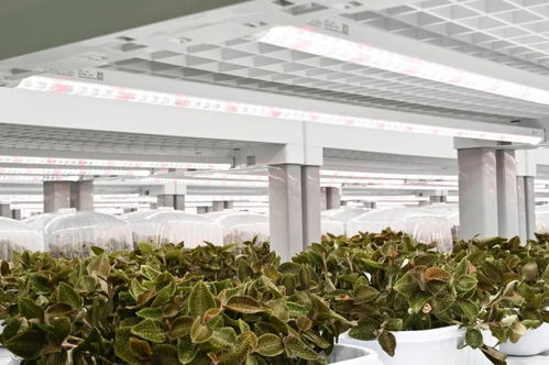 金線蓮的功效、價(jià)值與技術(shù)開發(fā)前景